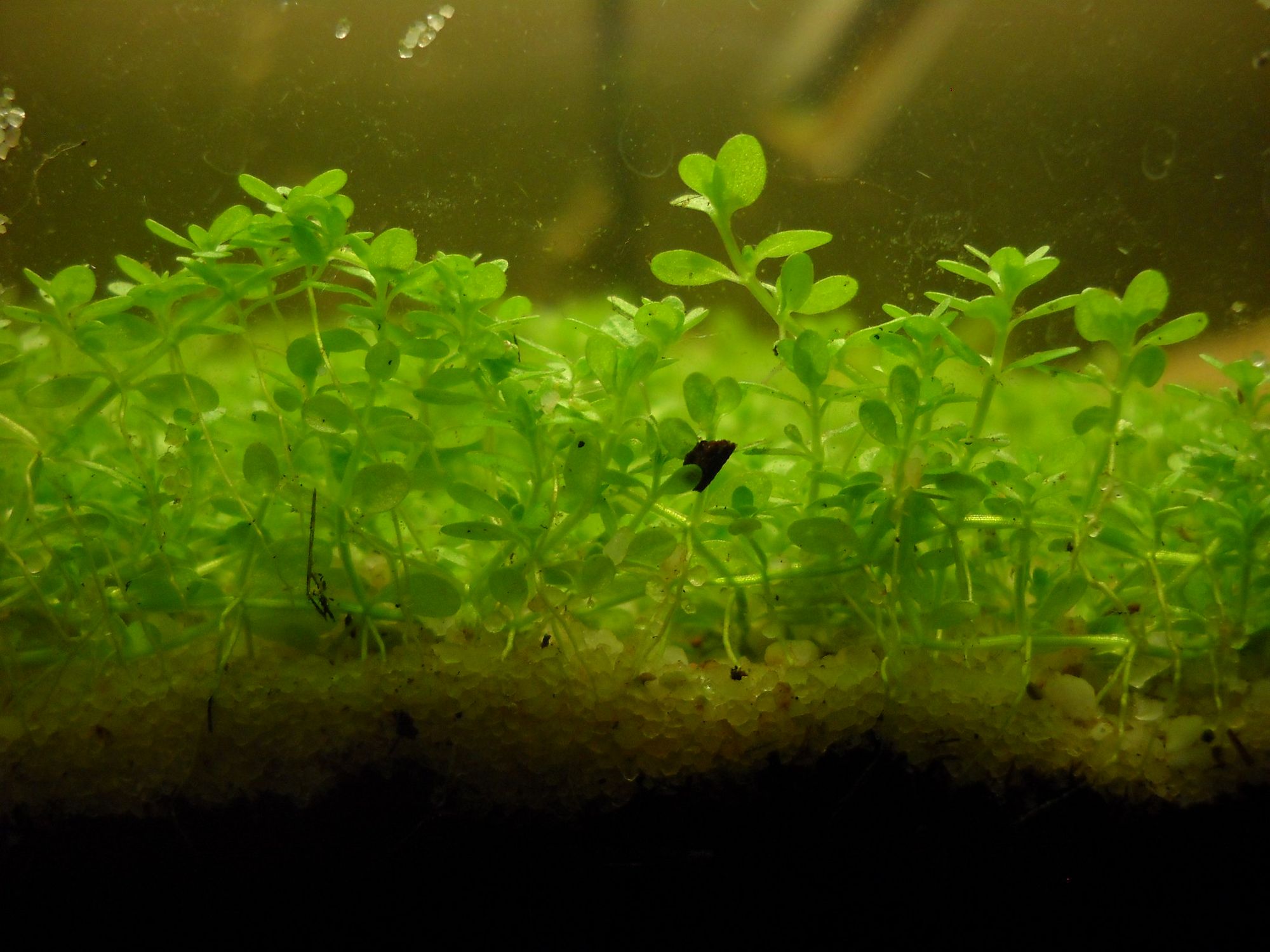 What are Aquarium Carpet Plants? Types & Growing Guide