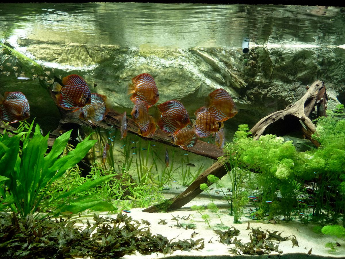 Discus fishes swimming in a fully scaped aquarium