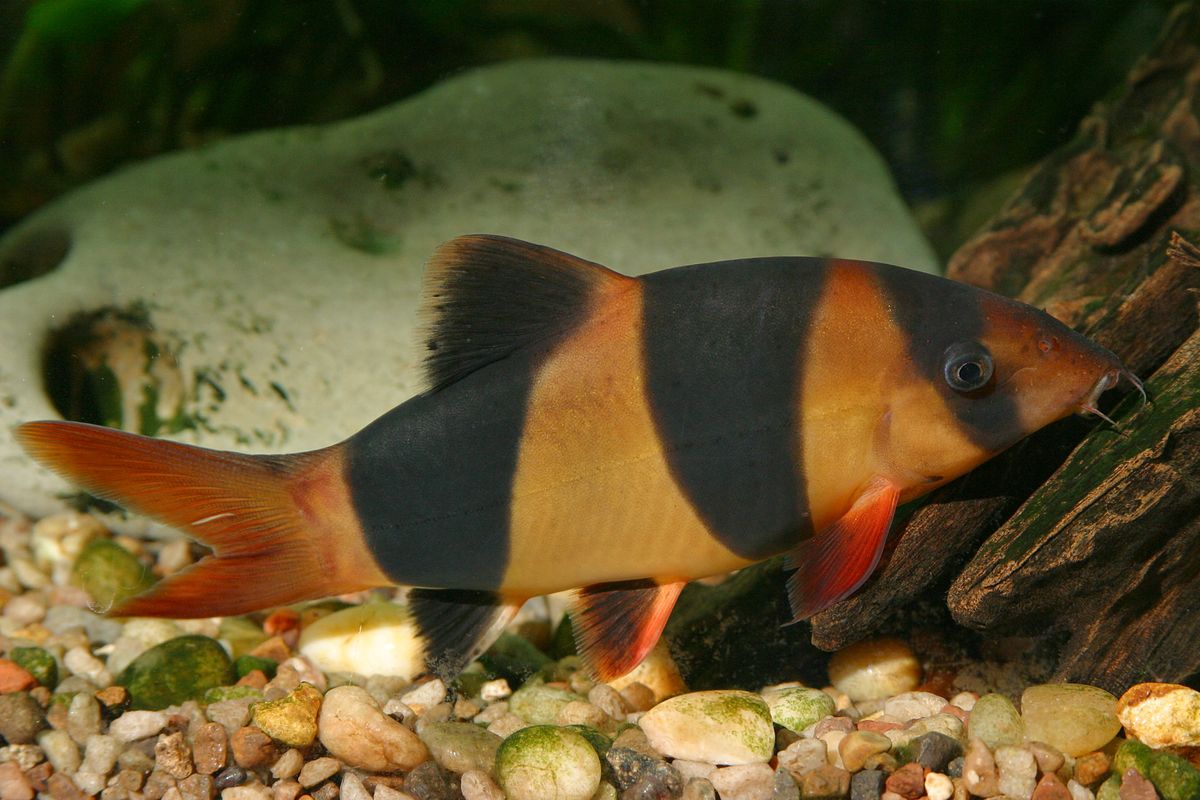 A bottom dwelling Clown Loach