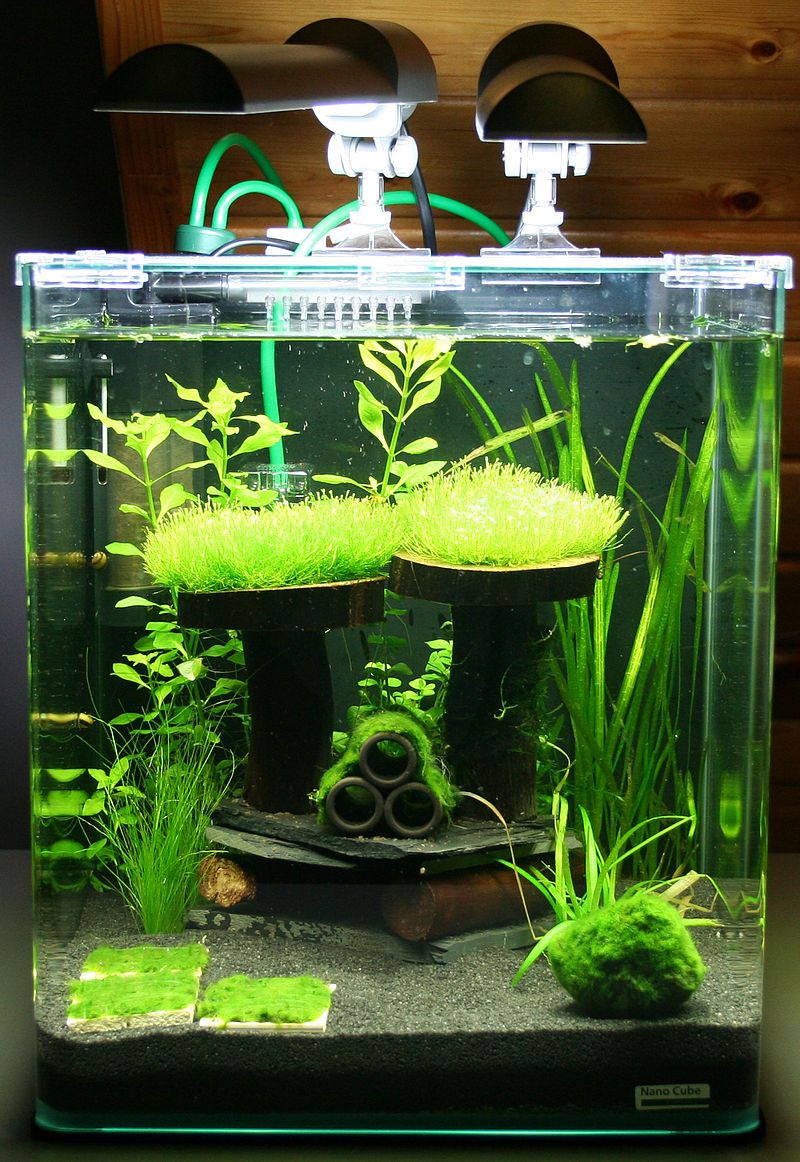 A nano aquarium for quarantine