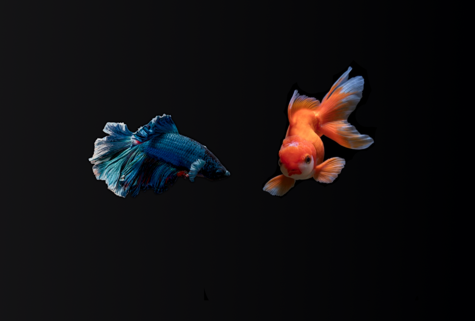 A betta fish and a goldfish