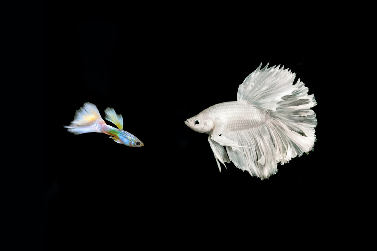 A blue male guppy with white male betta