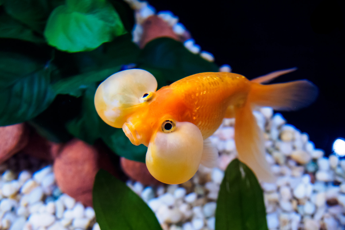 A Big-Eyed "Bubble Eye" Goldfish in an aquarium