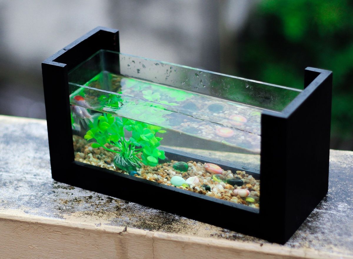 A tiny aquarium, resembling a quarantine setup