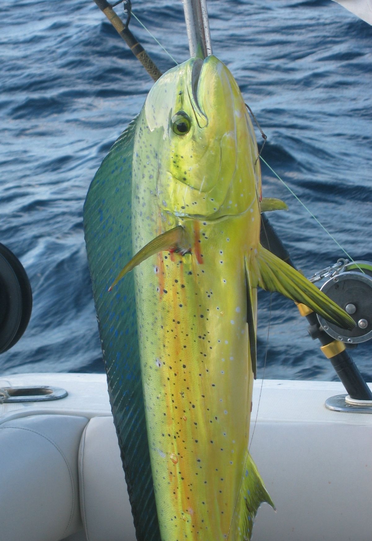 A mahimahi fish caught iwhen fishing