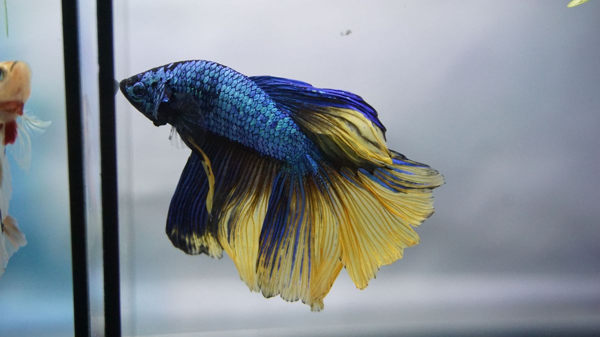 A vibrant blue and yellow male betta fish in a tank