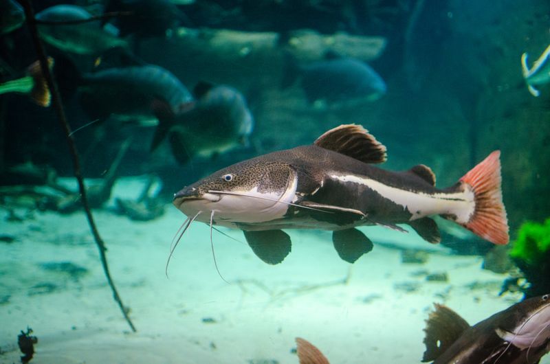 A Redtail catfish in water