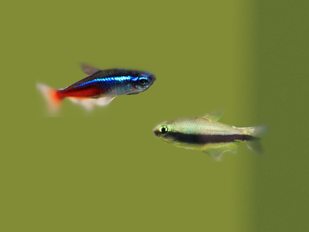 A Green neon tetra and a Black neon tetra