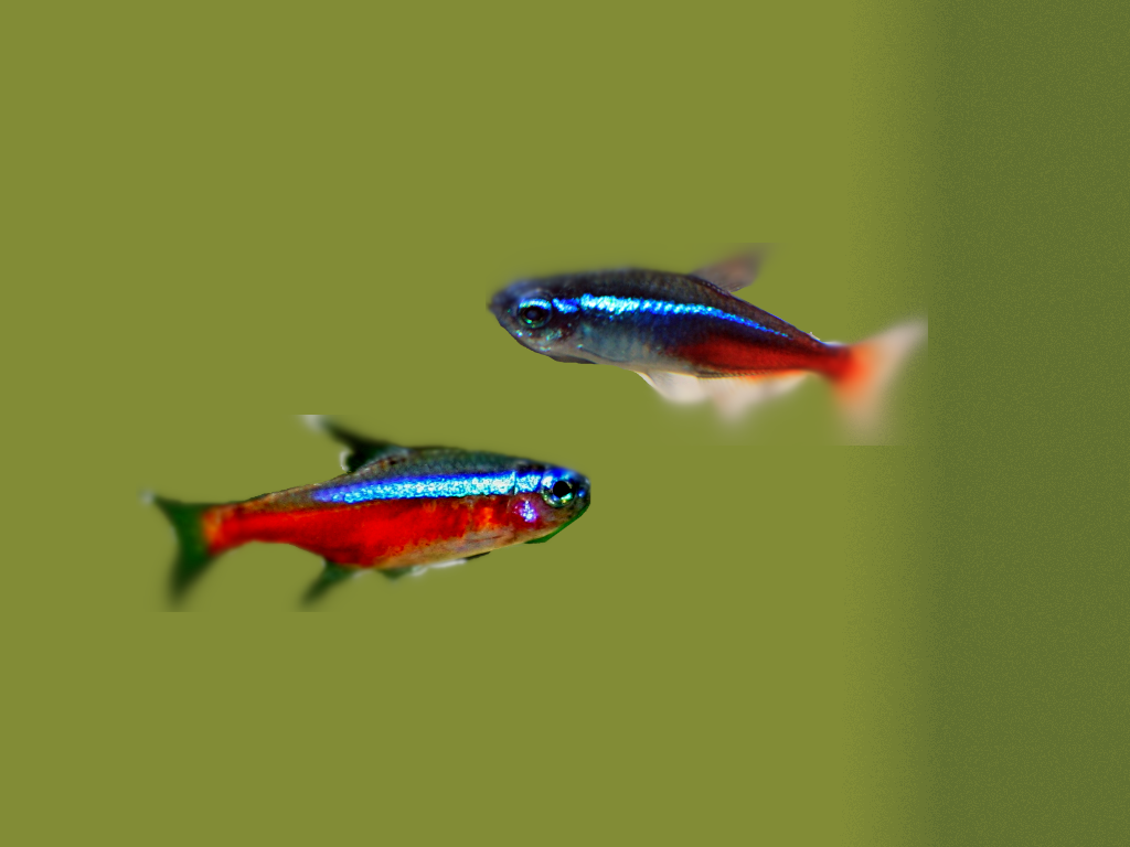 Cardinal Tetras Vs Neon Tetras Differences Similarities And Care Tips 