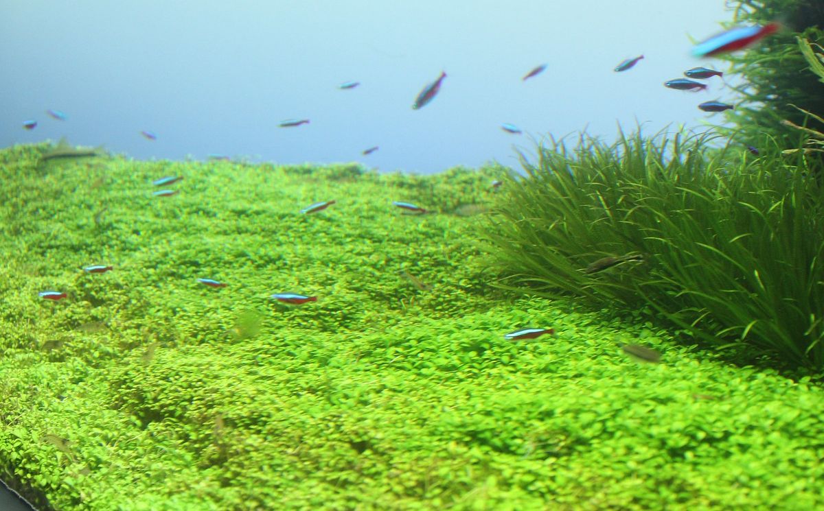 What are Aquarium Carpet Plants? Types & Growing Guide