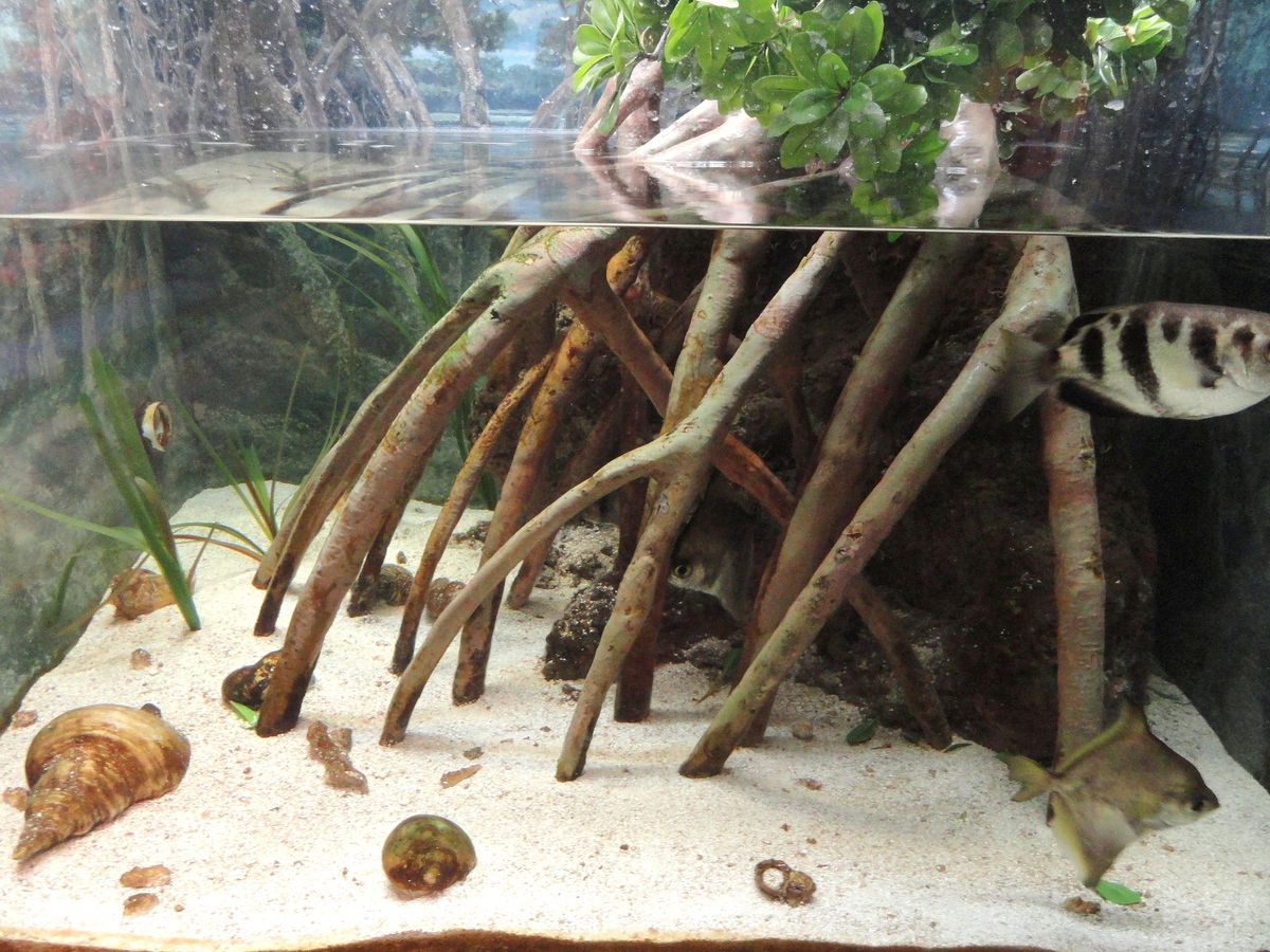 A Natural Mangrove Aquascape with live fishes in it