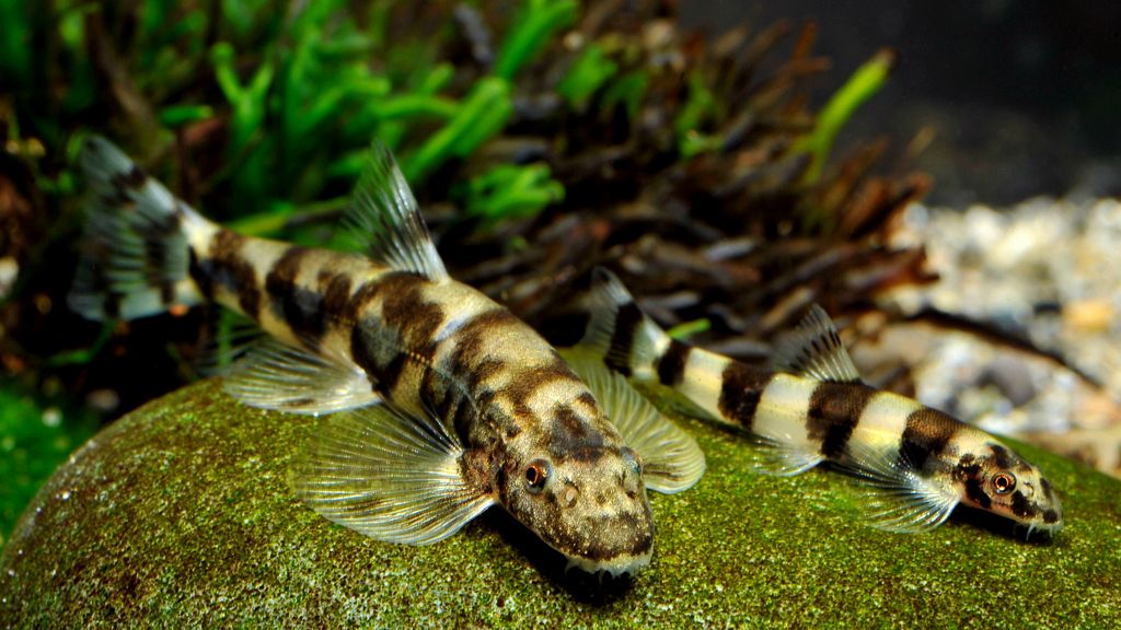 Loaches in an aquarium