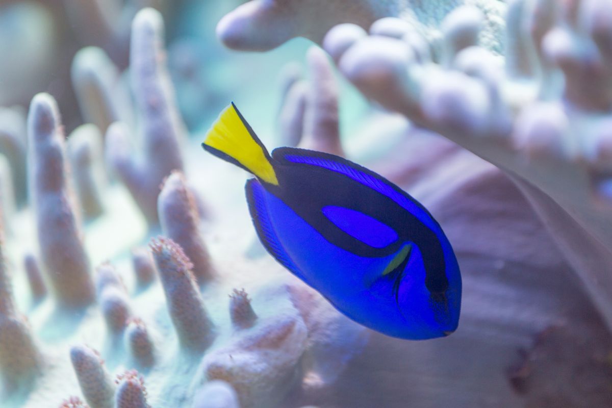 A Blue Tang Fish