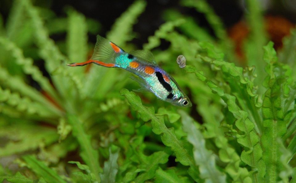 Endler's Livebearers: A Complete Guide to Keeping These Beautiful Guppies