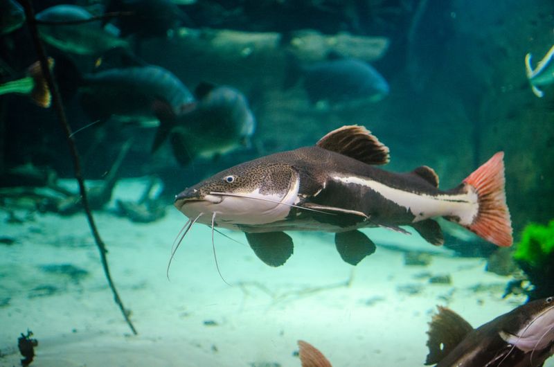 Redtail Catfish: An Introduction and Care Guide