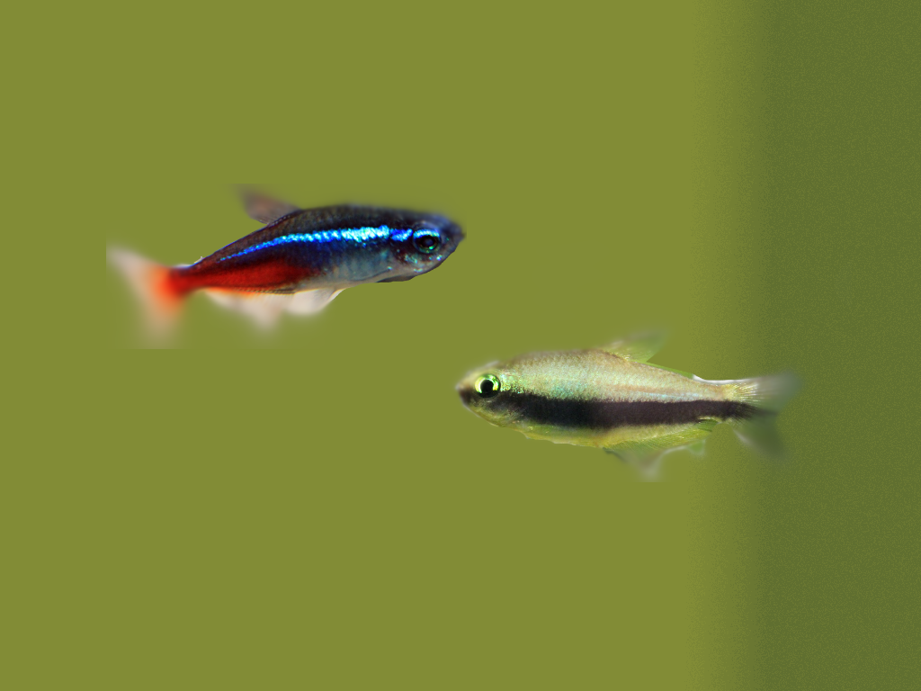 Black Neon Tetra vs Green Neon Tetra: Differences, Similarities, and Care Tips