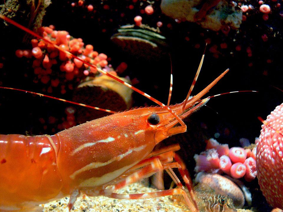 Is Prawn a Fish? Understanding the Classification of Prawns and Suitability as Aquarium Pets